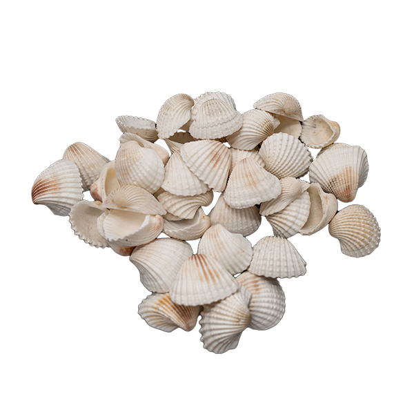 Conchas del mar grandes 500 g