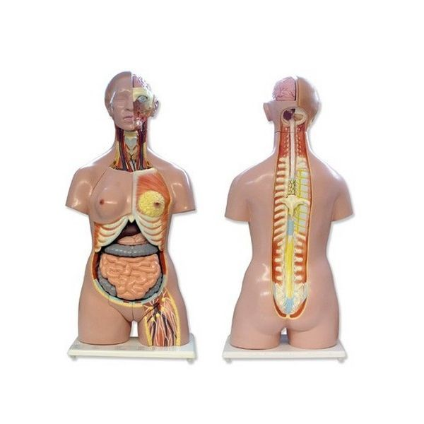 Torso Bisexo espalda abierta 24 piezas