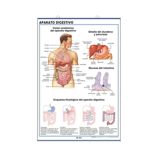 Láminas de Anatomía: Aparato digestivo y excretor