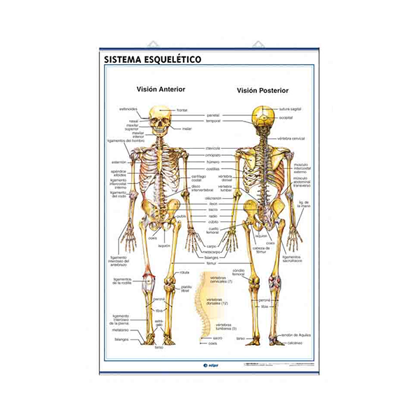Láminas anatomía: sistema esquelético