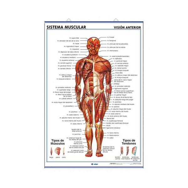 Láminas anatomía: sistema muscular