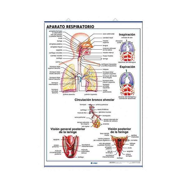 Láminas de Anatomía: Aparato circulatorio y respiratorio