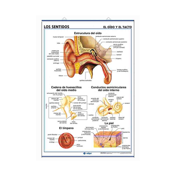 Láminas de Anatomía: Los sentidos