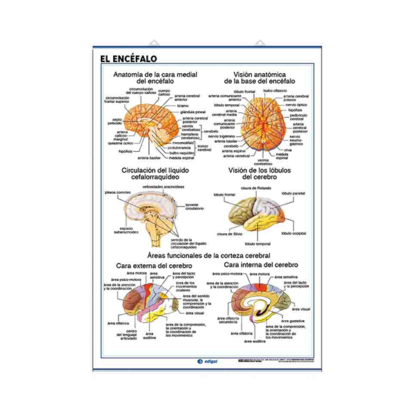 Láminas anatomía: sistema nervioso y el encéfalo