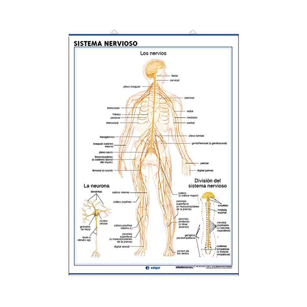 Láminas anatomía: sistema nervioso y el encéfalo