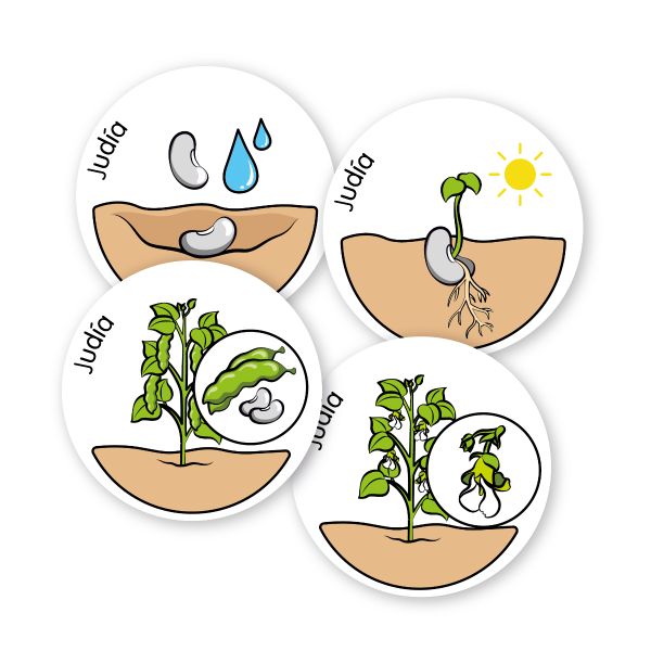 Ciclo de vida de las plantas