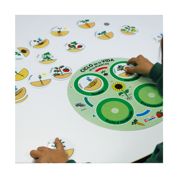 Ciclo de vida de las plantas